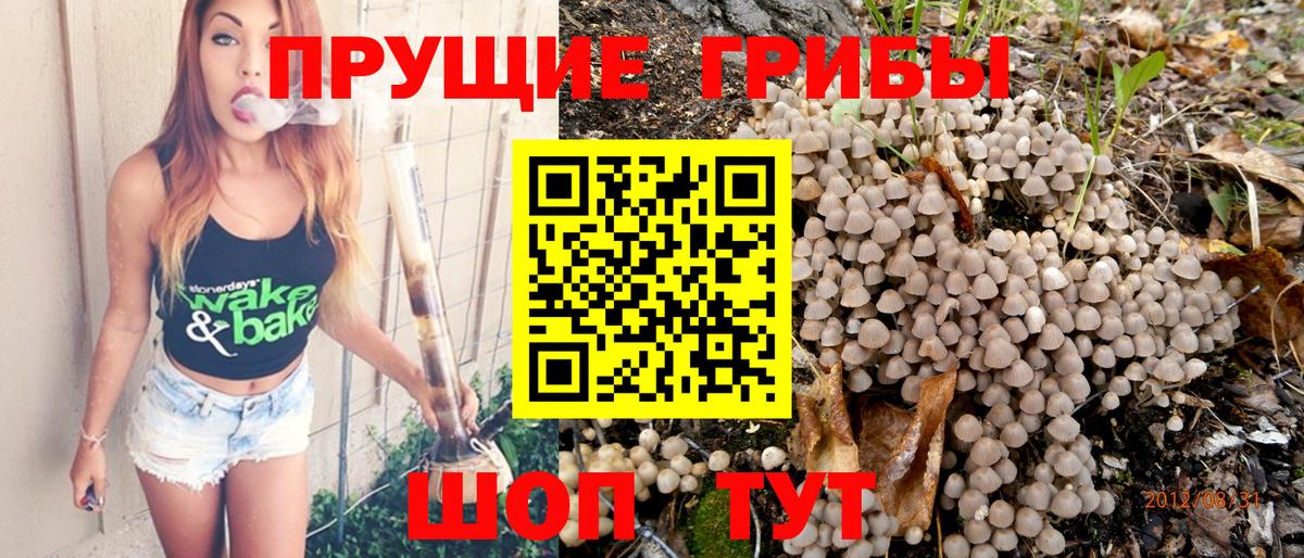 Псилоцибиновые грибы Psilocybe  Вход с VPN  Знаменск  Псилоцибиновые грибы Magic Shrooms 